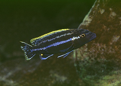 Melanochromis simulans 'Nkhungu Point'